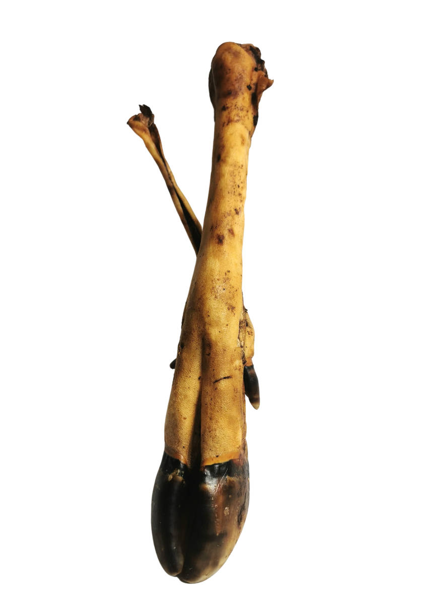 Noga jelenia wędzona (ok. 40 cm)
