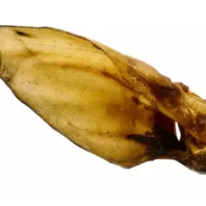 Ucho bawoła