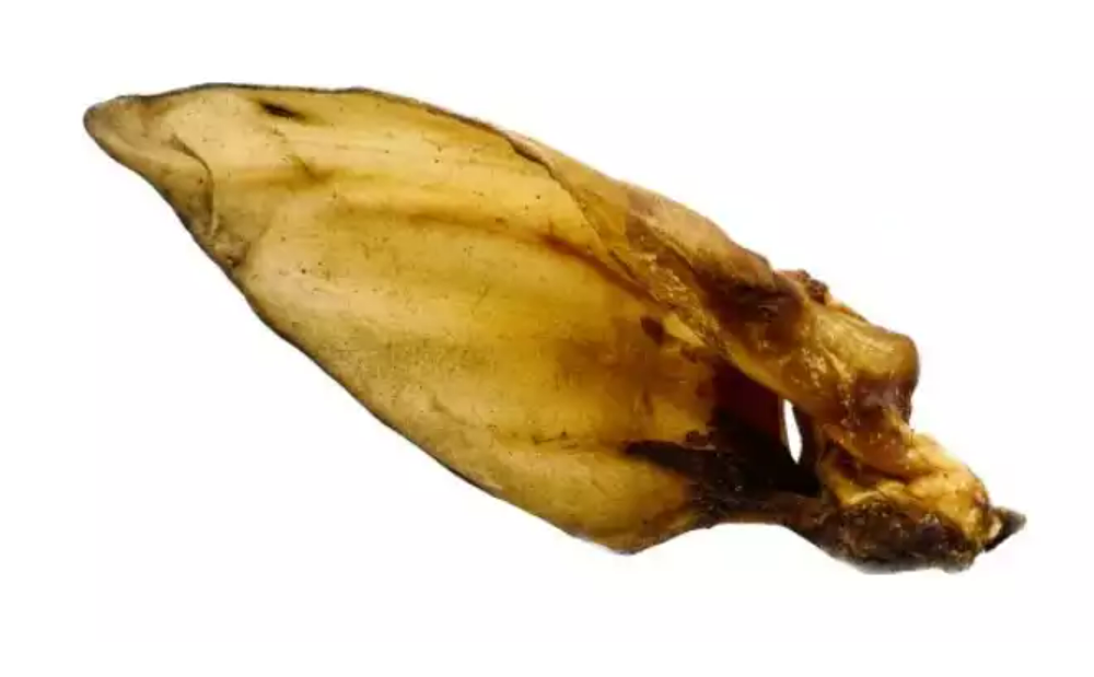Ucho bawoła